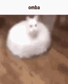 Omba Cat GIF - Omba Cat Chonky GIFs