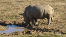 rhino enjoying