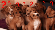 Confused Dogs GIF - Confused Dogs Question Marks GIFs