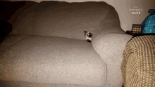 Hiding The Pet Collective GIF - Hiding The Pet Collective Sofa GIFs