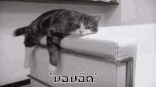 lounge around lazy laying down tried lazy lounge around lazy laying down tried lazy