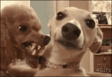 Back Up GIF - Animals Angry Poodle GIFs