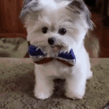 Cute Puppy GIF - Cute Puppy High Five GIFs