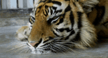 Tiger Tigre GIF - Tiger Tigre GIFs