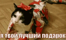 подарки котик кошка мяу праздники новыйгод подарок GIF - Koshka Kotik Cat GIFs