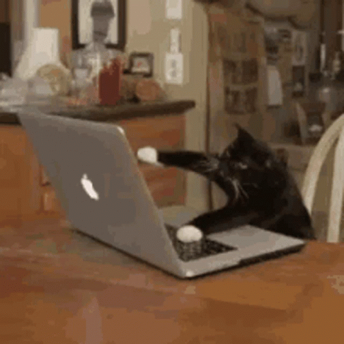 Cats Cat GIF - Cats Cat Computer - Discover & Share GIFs