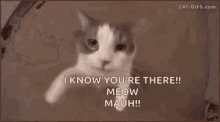 Cat Kisses GIF - Cat Kisses Muah GIFs