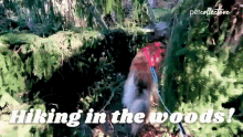 Hiking In The Woods The Pet Collective GIF - Hiking In The Woods The Pet Collective Dog GIFs
