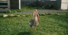 Dancing Duck GIF - Dancing Duck Arm GIFs