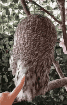 Owl Turning Head GIF - Owl Turning Head Rotate Head GIFs