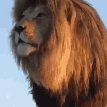Lion Mane GIF - Lion Mane GIFs