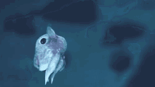dumbo squid lifestyle float swim chillin
