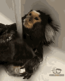 Monkey Monkey In Shower GIF - Monkey Monkey In Shower Shower GIFs