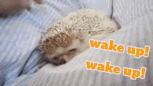 Wakeup Hedgehog GIF - Wakeup Hedgehog Hedgehog Cute GIFs