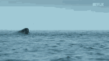 Whale Breath GIF - Whale Breath Jump GIFs