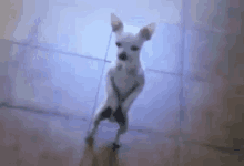 Dancing Dog GIF - Dancing Dog Balance GIFs