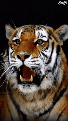 What Up GIF - What Up Tiger GIFs