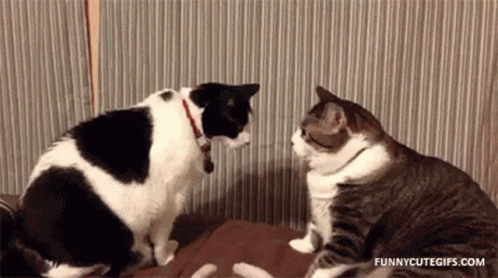 Cat Strike Gifs Tenor