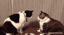 Cat Fight Hit GIF - Cat Fight Hit Strike GIFs
