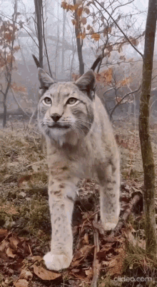 Lynx Big GIF - Lynx Big Cat GIFs
