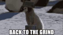 Back To The Grind GIF - Penguin Grind Back To The Grind GIFs