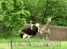 Lol Love GIF - Lol Love Giraffe GIFs