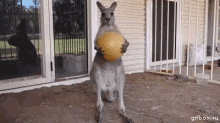kangaroo play time is over ball bounce oops