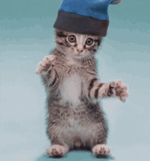 Dance Cat GIF - Dance Cat Hat GIFs