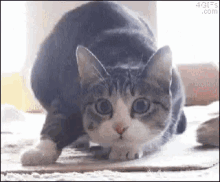Cat Wiggle GIF - Cat Wiggle Shaq GIFs