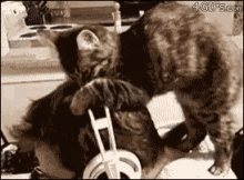 Cat Love Funny Animals GIF - Cat Love Funny Animals Sweet GIFs