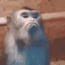 Hate I Dont Care GIF - Hate I Dont Care Monkey GIFs