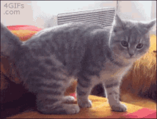 Cat Cute GIF - Cat Cute Funny Animals GIFs