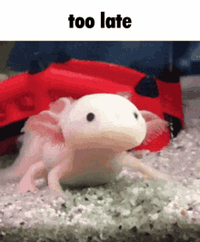 Too Late Axolotl GIF - Too Late Axolotl Cute GIFs