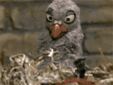 Pigeon Popcorn GIF - Pigeon Popcorn Spying GIFs