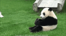 Lean Back GIF - Panda Apple Snack GIFs