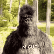 Miguel Monke GIF - Miguel Monke Monkey GIFs
