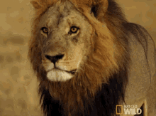 The Things I'Ve Seen GIF - Wild Life Lion Nat Geo GIFs