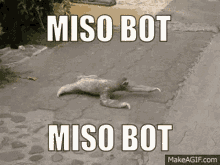 Miso Bot Discord Bot GIF - Miso Bot Bot Discord Bot GIFs