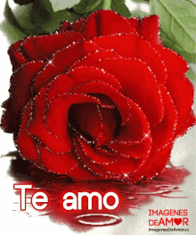 Rosas Te Amo GIF - Rosas Te Amo Roses GIFs