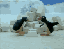 Pingu Penguin GIF - Pingu Penguin Angry GIFs