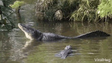 Alligator Alligator Fart GIF - Alligator Alligator Fart Farting GIFs