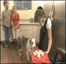 dog remember bad memories dog remember bad memories