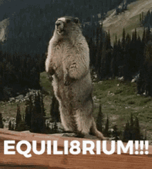 Equi Equilibrium GIF - Equi Equilibrium Equili8rium GIFs