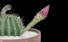Botany Cactus GIF - Botany Cactus Flower GIFs