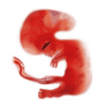 fetus baby unborn alien claudia mate