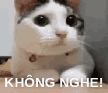 m%C3%A8o kh%C3%B4ng nghe l%E1%BA%AFc%C4%91%E1%BA%A7u d%E1%BB%85th%C6%B0%C6%A1ng cat m%C3%A8o kh%C3%B4ng nghe l%E1%BA%AFc%C4%91%E1%BA%A7u d%E1%BB%85th%C6%B0%C6%A1ng cat