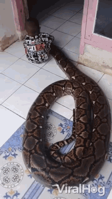 Python Snake GIF - Python Snake Roll Over GIFs