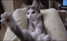 Cat Sitting GIF - Cat Sitting Resting GIFs