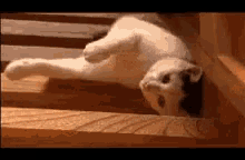 cat stairs slide lying down lazy cat stairs slide lying down lazy