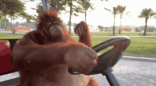 Orangutan Driving GIF - Orangutan Driving GIFs